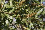 Wax myrtle